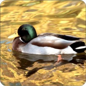 Set Off 4 Coasters Mallard Duck